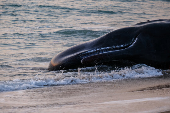 Head and Jaw of a beached Sperm Whale