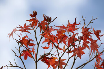 青空と真っ赤なモミジ