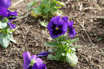 紫色のパンジー