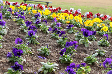 花壇に咲いたカラフルなパンジーの花