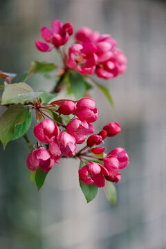 Pink Blossom