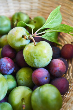Fresh Green Gage Plums