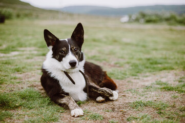 Black and White Herding Dog
