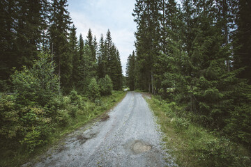 Road passing through a deciduous green forest on a gloomy day © Grady Steer/Wirestock