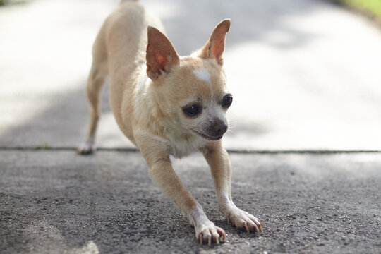Tiny Chihuahua dog on footpath 