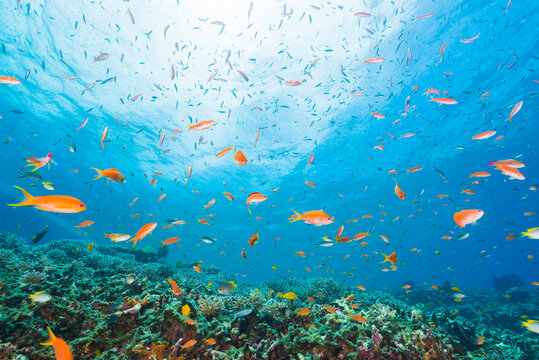 School of Anthias swimming over the coral
