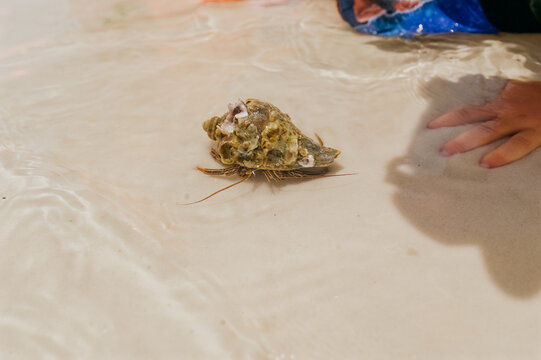 Hermit crab with shells on its exterior. 