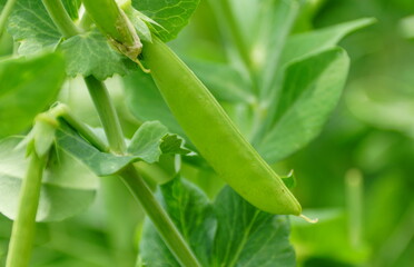 Close up of the Snap Peas 'Sugar Anne'