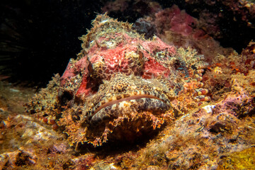 coral reef with Scorpion fish