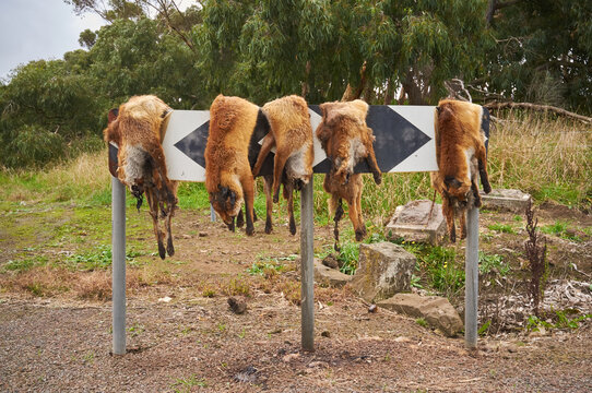 Row of dead foxes left on post in country Australia