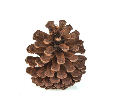 A pine cones isolated on white background