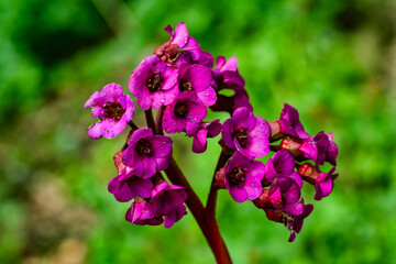 Bergenia cordifolia