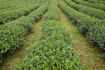 rows of green tea plants