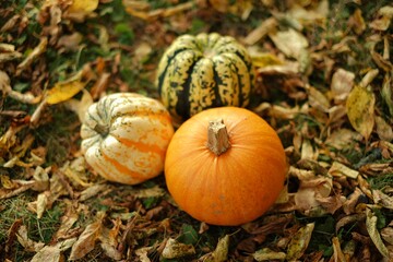  Pumpkin harvest. Pumpkins assortment in autumn leaves in the autumn garden.Thanksgiving and Halloween holiday. Farmed organic autumn vegetables. 