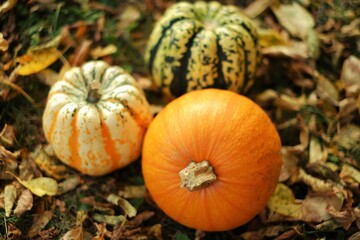  Pumpkins assortment  in the autumn garden.Thanksgiving and Halloween holiday. Farmed organic autumn vegetables. Pumpkin abundance.