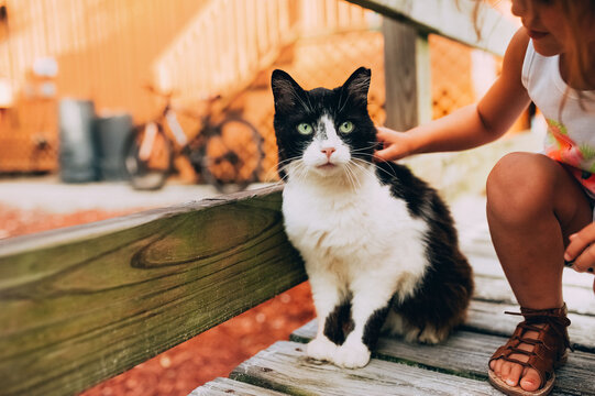 Stray black and white cat. 