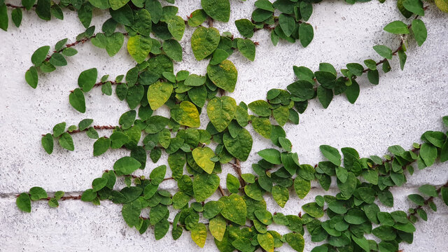 ivy beside hight white wall 