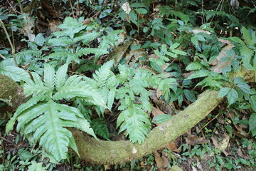 fern on the ground