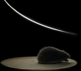 a hedgehog with a ball