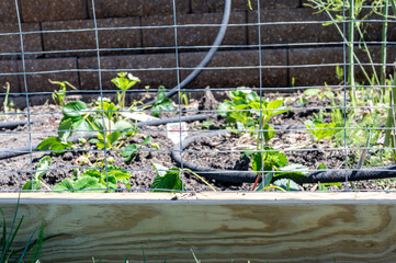 Garden with wire fencing to keep out rabbits. Strawberries planted in rows behind the fence with an...