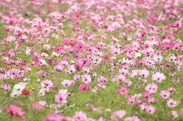 Obraz na płótnie Canvas Cosmos field of pink flowers