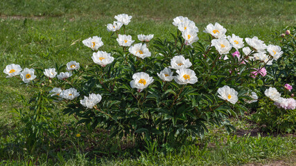 Herbaceous peony Dainty Lass  is a beautiful white elegant flower with a yellow center.