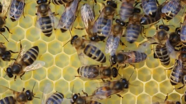 The behavior of anxious bees.
Bee disturbance can be caused by many factors. Attack of insects of another colony, a sharp change in the weather, the action of acoustic or electromagnetic radiation, et