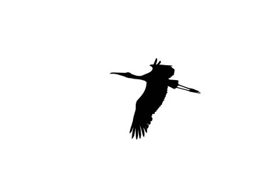 silhouette of a bird flying against a white background