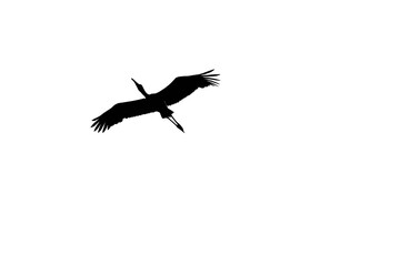silhouette of a bird flying against a white background
