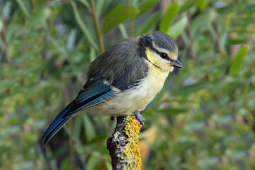 Close-up of a small blue tit on a branch
