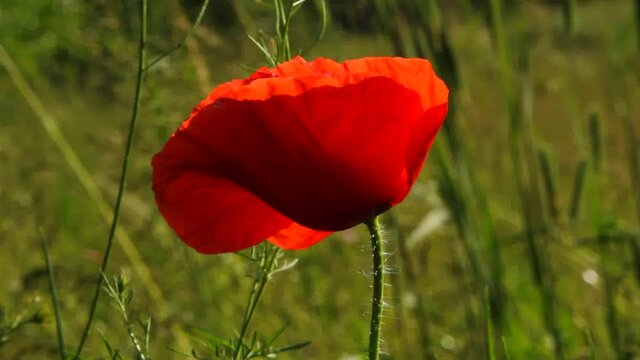 Blooming red decorative poppy. 
This plant adorns the garden and vegetable garden. 
