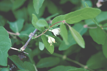 honeysuckle branches in bloom. organic gardening concept