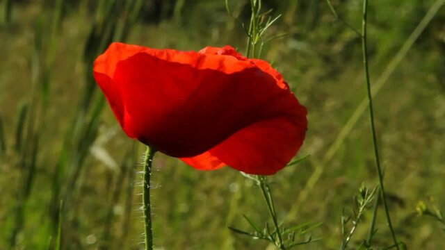 Blooming red decorative poppy. 
This plant adorns the garden and vegetable garden. 

