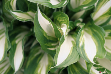 close up of hosta plant leaves growing in a garden. shade tolerant flowers for a backyard. vivid colored leaves