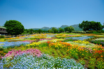 久住高原の花畑