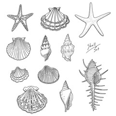 リアルな貝殻の線画イラストセット