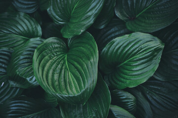 beautiful plant background of hosta leaves
