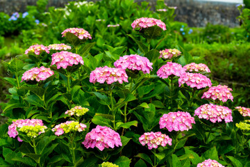 枝川内のあじさい