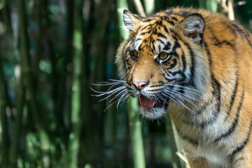 Young Sumatran Tiger Close -up