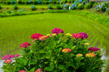 枝川内のあじさい