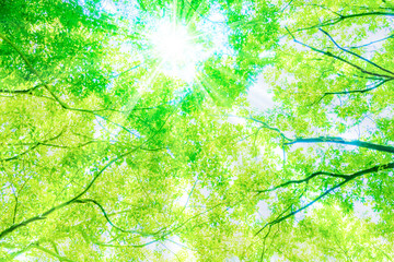 新緑と木漏れ日