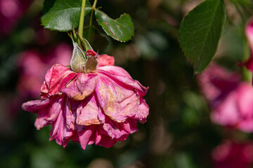 Close-up of a red rose with withered petals in front of a blurry background
