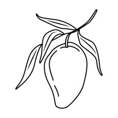 Tropical mango fruit with leaves. For the design of social networks, web, advertising, banners, menus, recipes. Vector outline hand drawn illustration in doodle style.