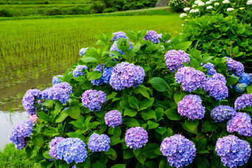 枝川内のあじさい