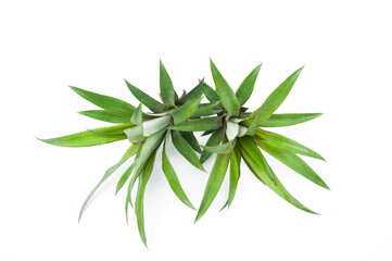 Pineapple leaves isolated on white background.