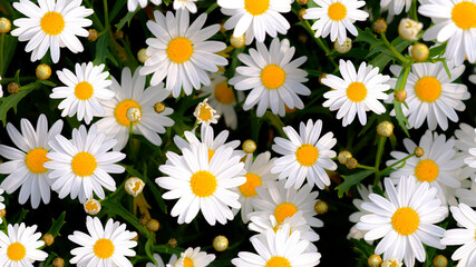 Wild daisy flowers growing on meadow. Meadow with lots of white and pink spring daisy flowers. panoramic spring web banner.