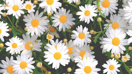 Wild daisy flowers growing on meadow. Meadow with lots of white and pink spring daisy flowers. panoramic spring web banner.