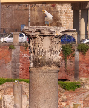 The Phlegraean Fields (Campi Flegrei) in Pozzuoli, Italy: seagull on corinthian capital.