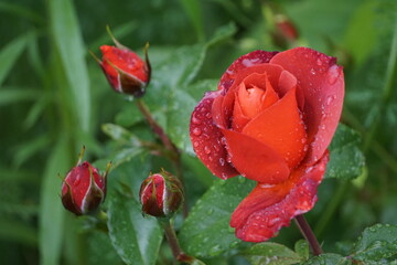Red rose with water drops after rain.