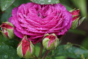Purple rose with water drops